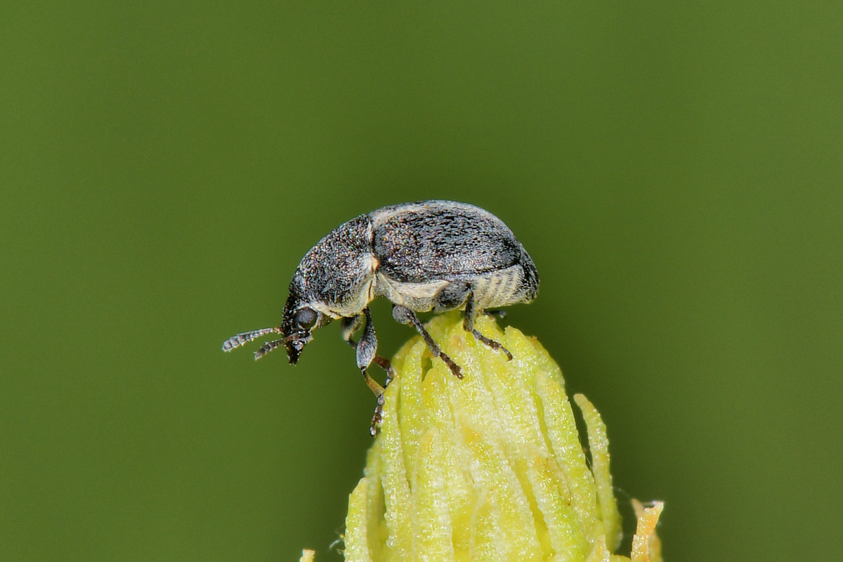 Anthribidae: Bruchela suturalis? S.